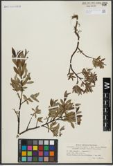 Foto von Salix arbuscula L. x Salix lapponum L.